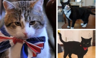 Кот по кличке Кромвель может получить должность в британском кабинете министров