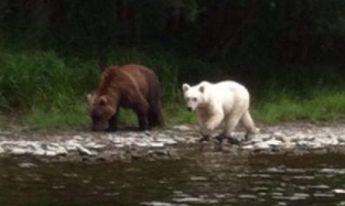Медведя-блондина обнаружили на Камчатке