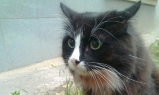 В Москве три дня искали кота-актера, играющего в черной комедии