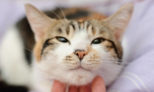 Виолончелист записал первый в мире музыкальный альбом для кошек