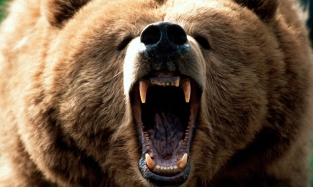 Омский врио губернатора напугал медведя