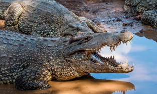 Омичи смогут увидеть жемчужных крокодилов