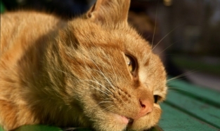 Кошка Матроска из Владивостока обзавелась страницами в соцсетях