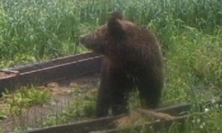 Медведь из Омской области не захотел стать героем реалити-шоу