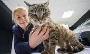 Умерла знаменитая кошка Матроска, перекусившая в аэропорту Владивостока на 63 тысячи