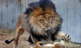 В Омском цирке ищут подружку для льва
