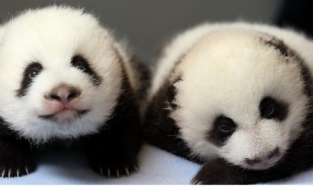 9 пар панд-близнецов родились в Китае за 40 дней
