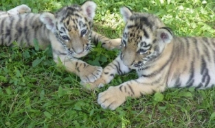 Тигрята, выкормленные в Большереченском зоопарке собакой, получили имена