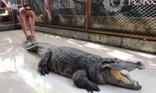Звезда «Продвижения» держала крокодила за хвост