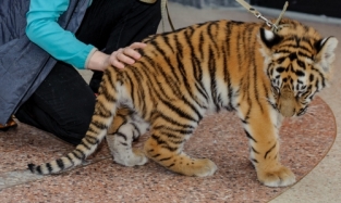 Красавица юная тигрица осваивается в Омском цирке