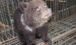 У медвежонка, который забрел в огород к жителю Омской области, появился спонсор-хоккеист