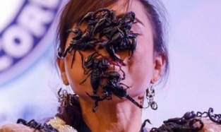 Королева скорпионов из Тайланда продержала ядовитую живность во рту больше трех минут