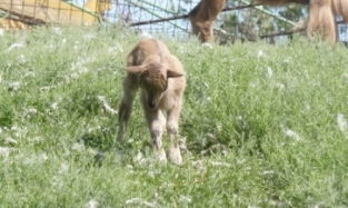 Коза в Большеречье родила малыша от московского папы
