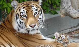 Виктор Назаров призвал полюбоваться амурскими тиграми
