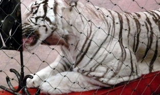 Редких белых тигров приняли в Омском цирке