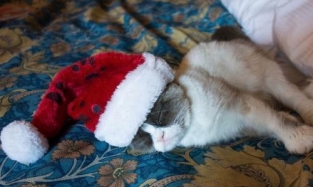 Жизнь после Нового года: пять революционных правил восстановления