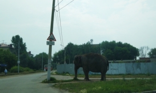 По улицам слона водили: в центре Омска застали гиганта, уплетающего травку с газона