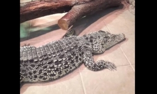 Необычные крокодилы прибыли в Омск из Екатеринбурга