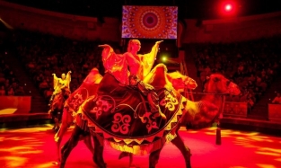В Омском цирке появились собственные верблюды и шимпанзе