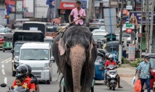 В Шри-Ланке запретили вождение слона в нетрезвом виде 