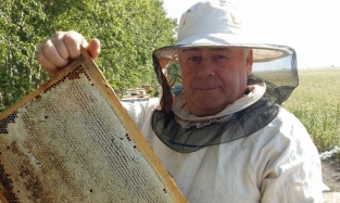 Какой мед самый вкусный, где пчелы зимуют и в чем "прикол" пчелоужаления? 
