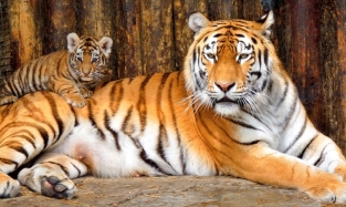 Как собираются праздновать новый год тигры Большереченского зоопарка?!