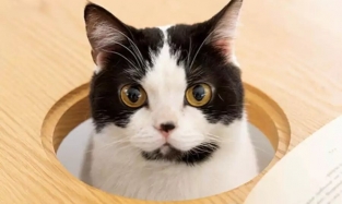 В Японии придумали обеденный стол с отверстием для кота 