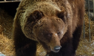 В Большереченском зоопарке проснулась ещё одна медведица