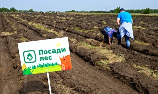 Омичам предложили поучаствовать в посадке леса