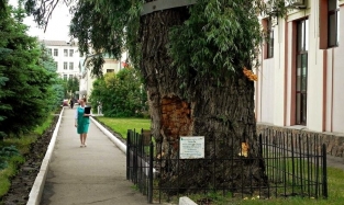 100-летняя ива в Омске ожила!