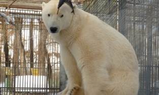 В Большереченском зоопарке 1 мая разрешат покормить животных