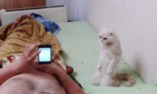 Кошка-патриотка России покорила YouTube 
