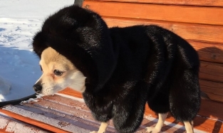 В России теперь и собаки щеголяют в натуральных мехах