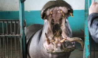 Омская область прирастет еще одним сельским зоопарком