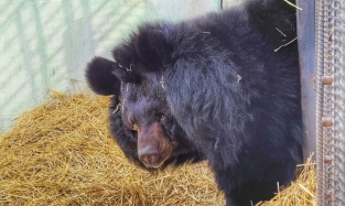Медведей и лис Большереченского зоопарка спасут от паводка