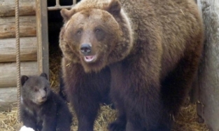 В Большереченском зоопарке теперь будут чумачечие медвежата