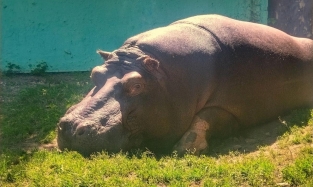 Гиппопотам-беглец из Большереченского зоопарка отмечает день рождения