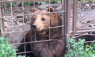 Цирковой медведь на пенсии вырвался из клетки и лишил хозяйку жизни у нее дома
