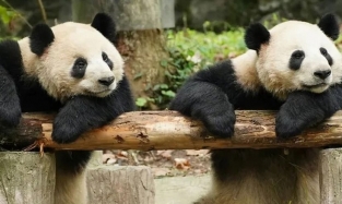 Зоопарк в миниатюрном финском городе возвращает Китаю панд