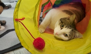 Работать в окружении котов омичи смогут за 8 тыс. руб. в месяц