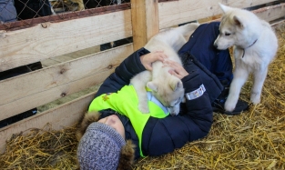 Осталось семеро: закрывающийся в Омске хаски-парк пока пристроил не всех собак  