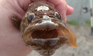 Монстр попался: омичи практикуют рыбалку не для рыбы