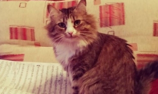 Любовь по счету: домашних питомцев зарегистрируют и на них понадобится разрешение  