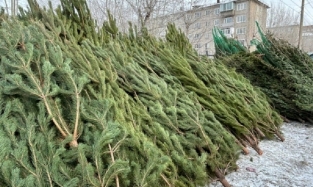 Пришла на праздник елочка: где в Омске можно купить елку