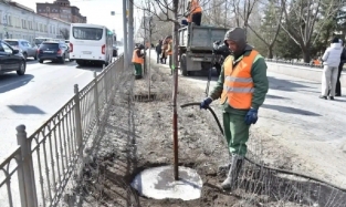 И на Маркса будут яблони цвести: омский  "Дружный мир"  озеленили