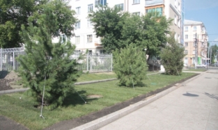На улице Чокана Валиханова высадили первые деревья