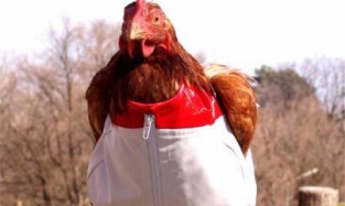 Оскорбленные омички засудят сообщество «Курицы Омска 18+» 