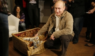 Путинский тигренок пробился на телевидение
