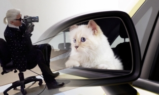 Самая «гламурная» кошка мира стала рекламировать автомобили