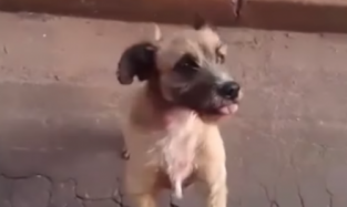 Бразильских врачей растрогала собака пациента, бежавшая за машиной скорой помощи